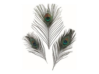 Decorative feathers, peacock, 3 pcs