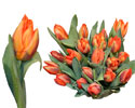 Tulpes 40-50 cm, oranžas, 1 gab.