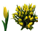 Tulpes 40-50 cm, dzeltenas, 1 gab.