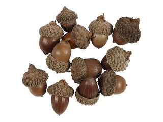 Acorn, 12 pcs